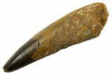 Fossil Spinosaurus Tooth - Real Dinosaur Tooth #330078-1